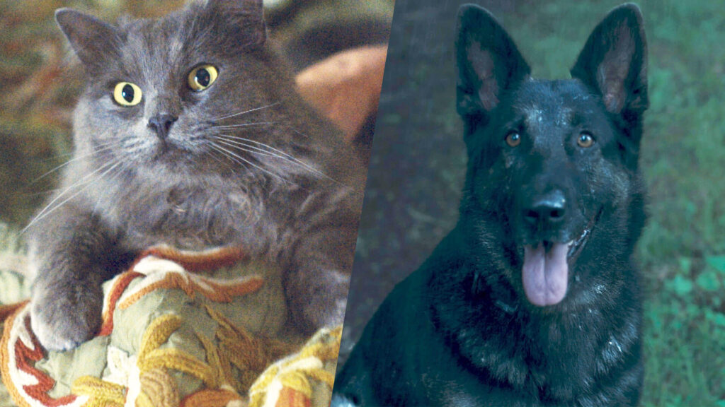 Split photograph of a grey, long-haired cat on left and a black-faced German Shepherd on right. The pets are featured in the cozy crime series The Marlow Murder Club on MASTERPIECE Mystery! on PBS.